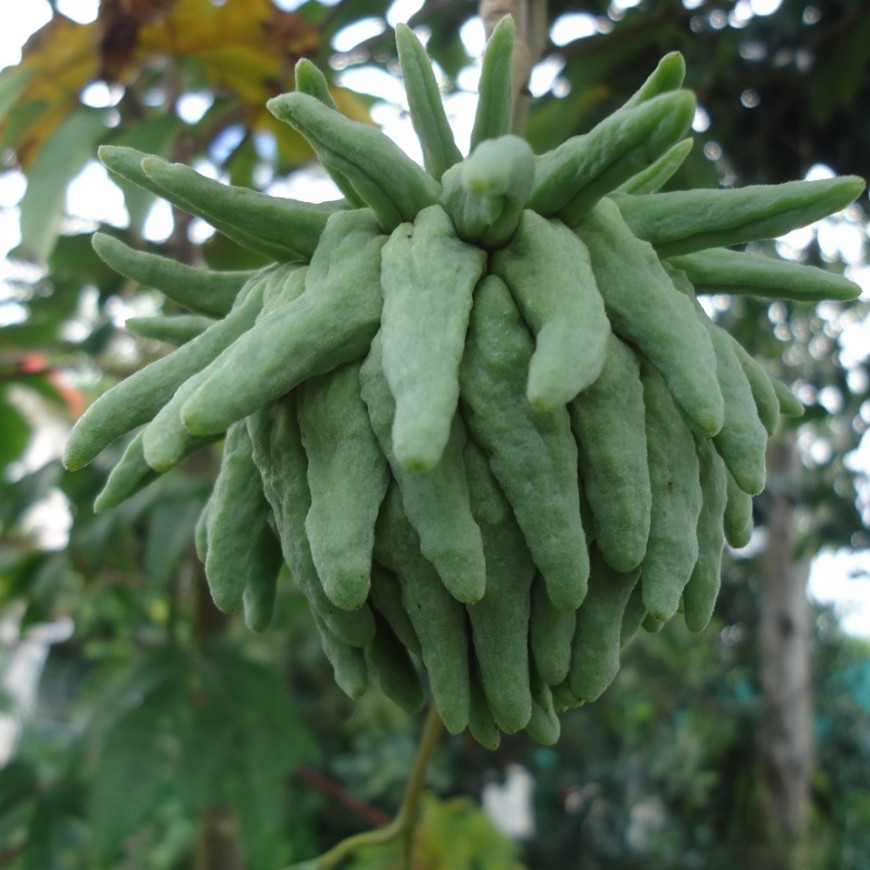 LATITUDE FRUITIERE, Pépinière de fruitiers rares, Zatte d'Amazonie