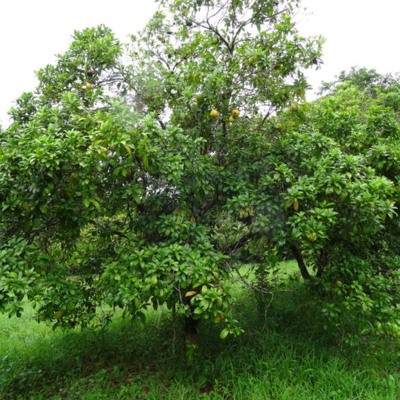 arbre en période de fructification