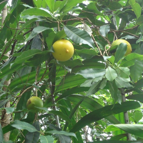 fruits sur l'arbre