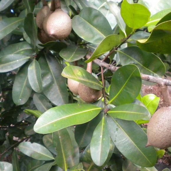 fruits sur l'arbre