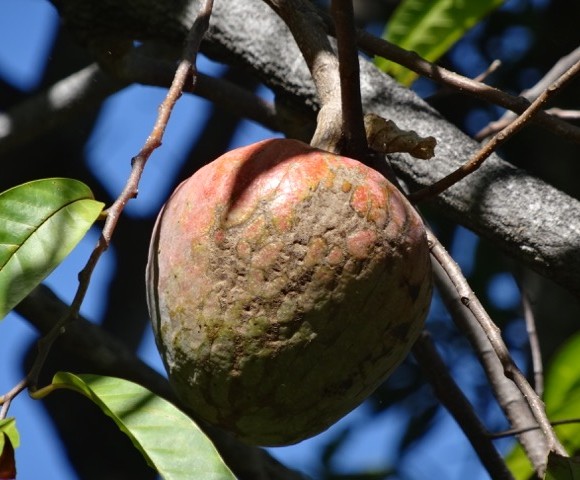 Coeur de boeuf