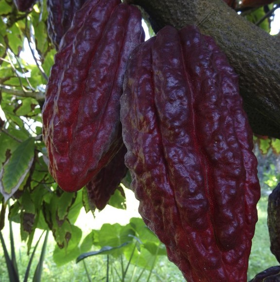 Cacao