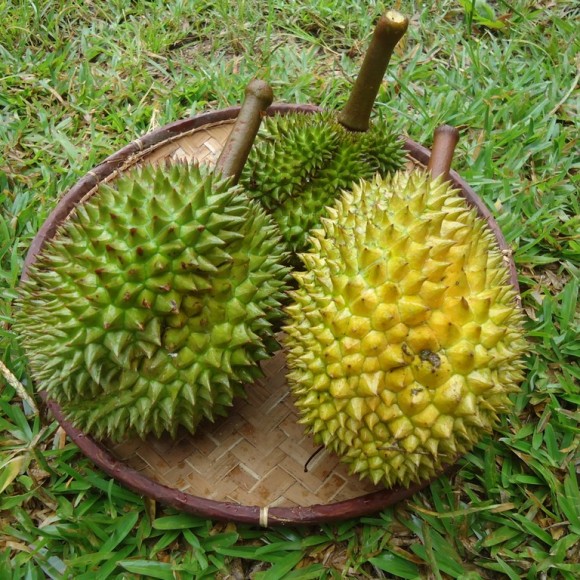 Durian