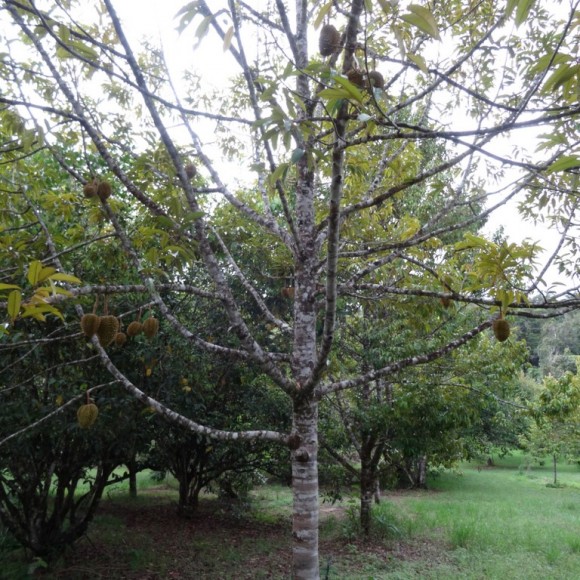 arbre en fructification