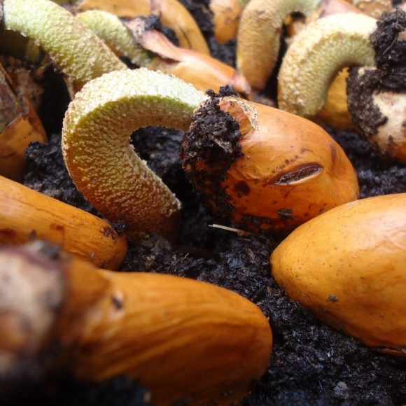 germination de noyaux en pépinière