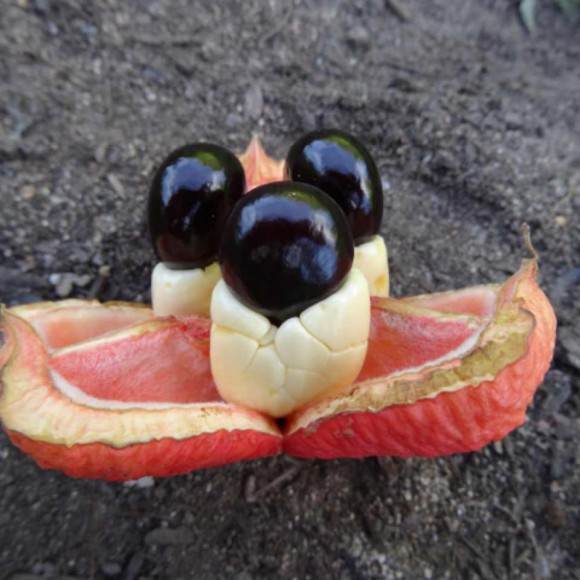 fruit ouvert laissant apparaître l'arille comestible