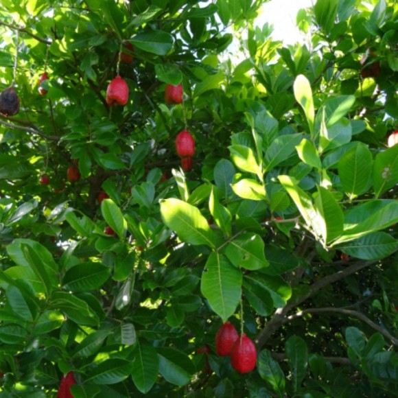 fruits sur arbre