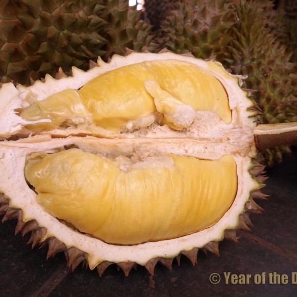 gros plan d'un fruit ouvert laissant apparaitre la chair crémeuse et onctueuse à souhait du bien nommé le roi des fruits!