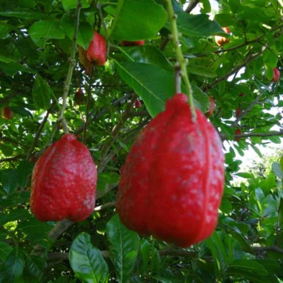 gros plan sur fruit immature