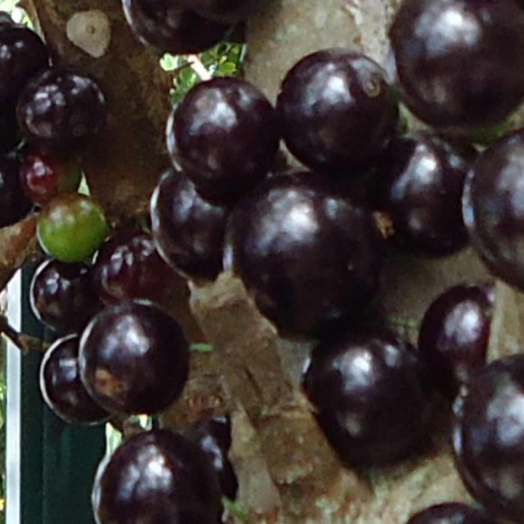 Jaboticaba