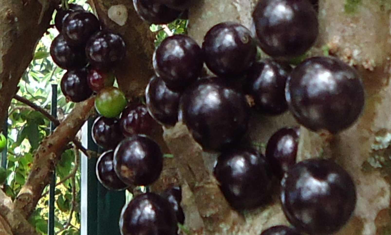 100 Graines De Jabuticaba Noir - Fruit Exotique à Cultiver Facilement