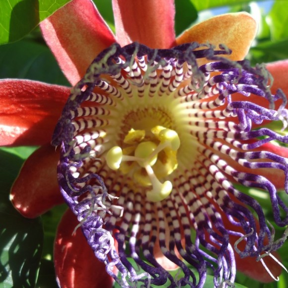 une magnifique fleur qui embaume je jardin