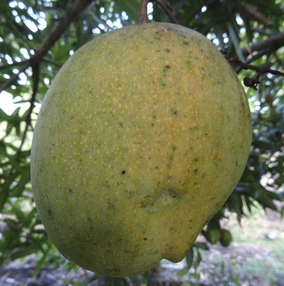 Mangue