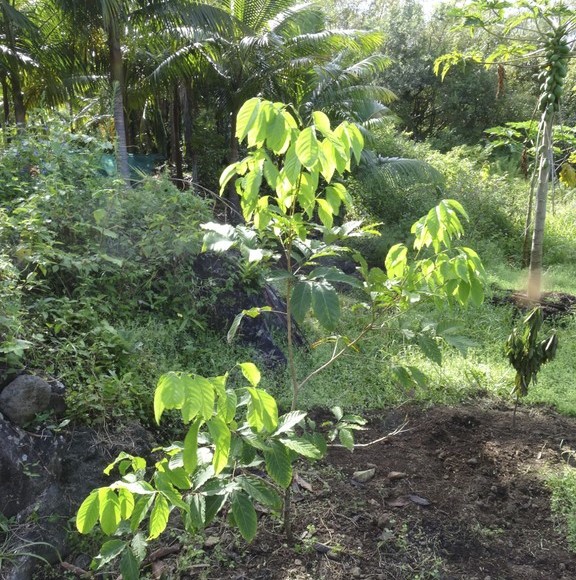 jeune arbre âgé de 3 ans