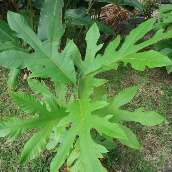 Jeune plant