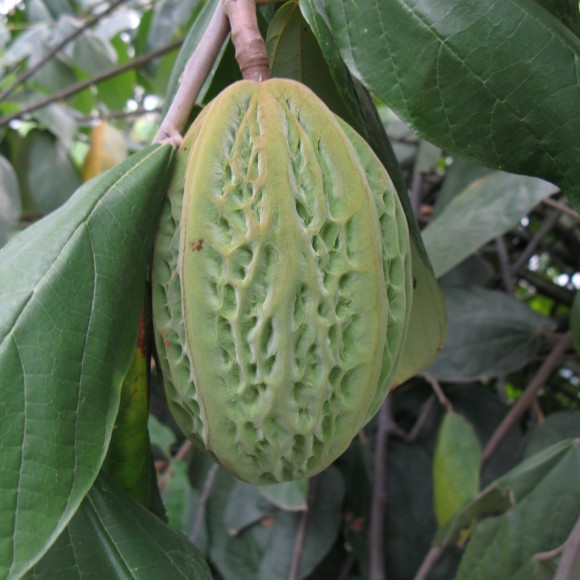 Cacao blanco