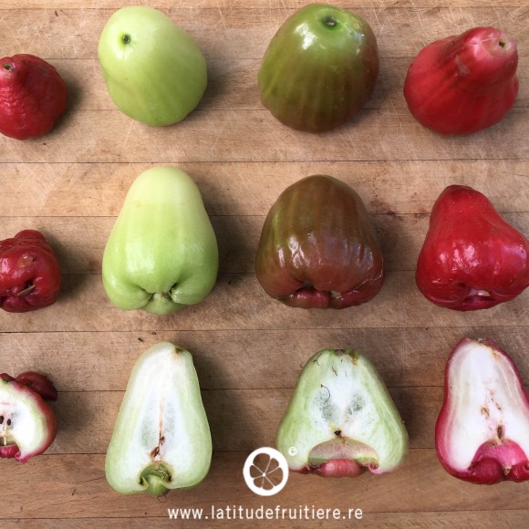 comparatif entre une variété locale (fruit de gauche) et 3 variétés de gros jamalac d'Indonésie (vert, rosé/vert et cloche rouge)