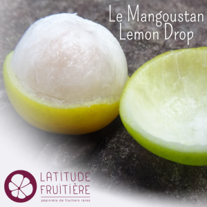 Fruit Mangoustan Goutte de Citron