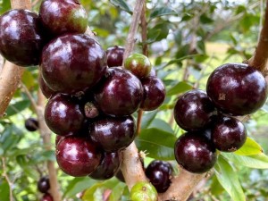 fruits_jaboticaba_nain