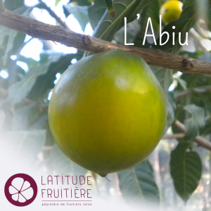 abiu_fruit_gout_caramel