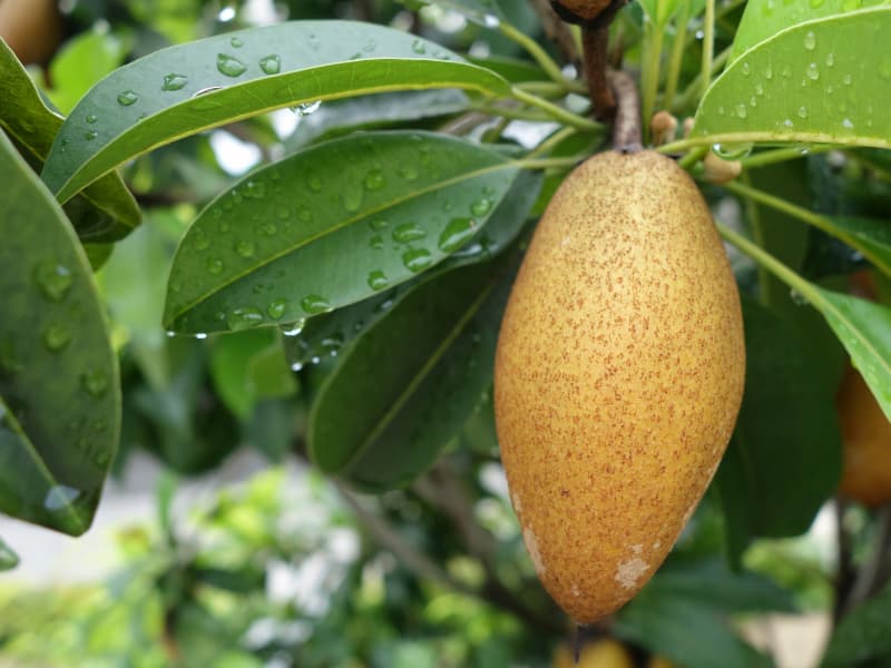 fruit_sapotille_sur_pied